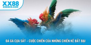 Đá Gà Cựa Sắt – Cuộc Chiến Của Những Chiến Kê Bất Bại