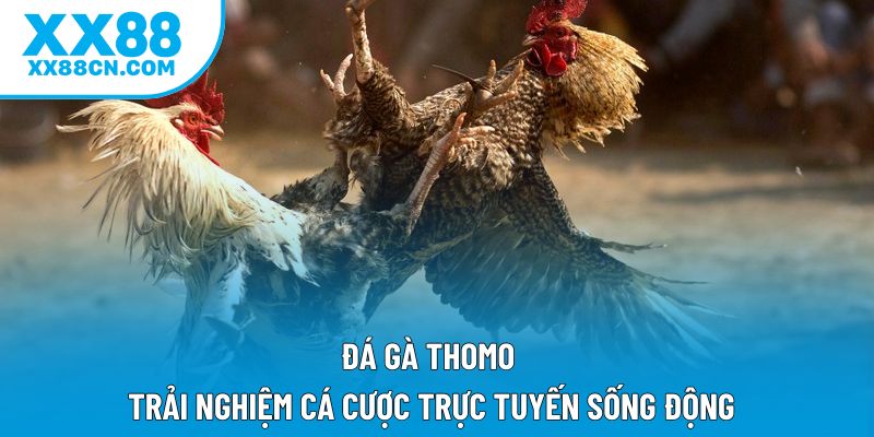 Đá Gà Thomo - Trải Nghiệm Cá Cược Trực Tuyến Sống Động